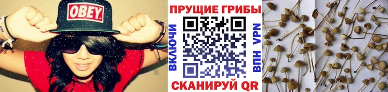 Псилоцибиновые грибы ЛСД  Ессентуки 